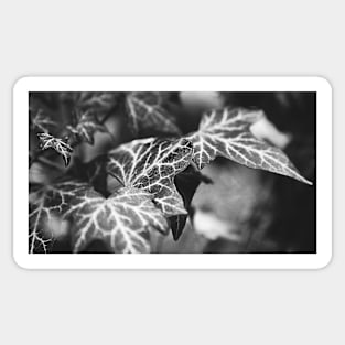 ‘White Lines’ - wild Ivy in Black & White Sticker